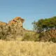 Mapungubwe Cultural Landscape