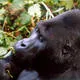 Kahuzi-Biega National Park