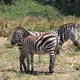 Serengeti National Park